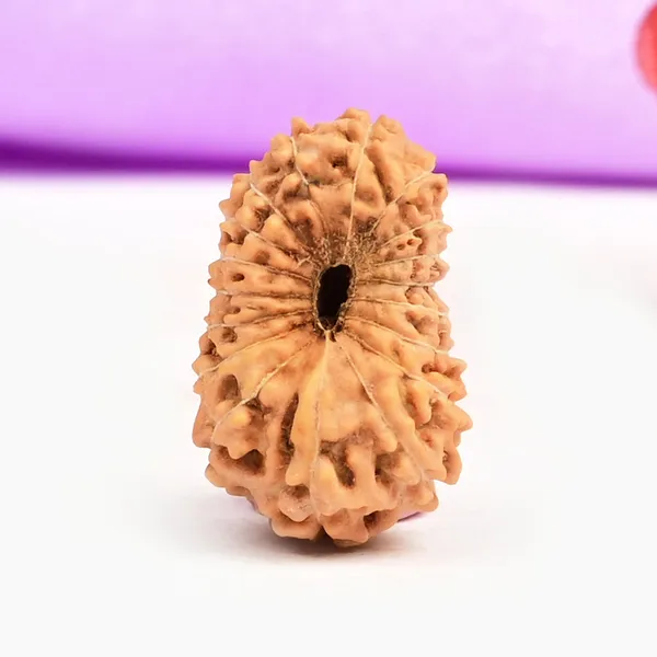 18_Mukhi_From_Java_Indonesia_Civ