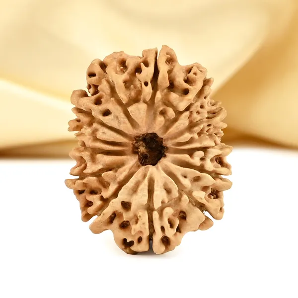 Techpandit_14_Mukhi_Nepali_Rudraksha_Bead