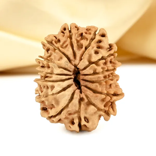 Techpandit_14_Mukhi_Nepali_Rudraksha_Bead