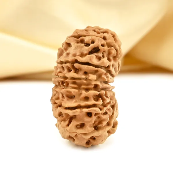 Techpandit_14_Mukhi_Nepali_Rudraksha_Bead