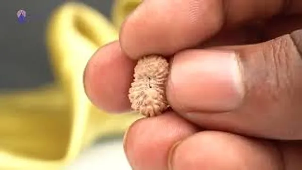 19_Mukhi_From_Java_Indonesia_Small_Clix