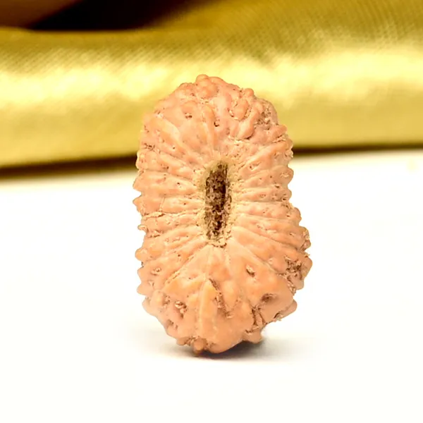 19_Mukhi_From_Java_Indonesia_Small_Clix