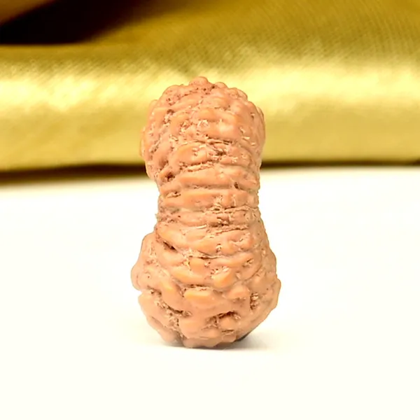19_Mukhi_From_Java_Indonesia_Small_Clix