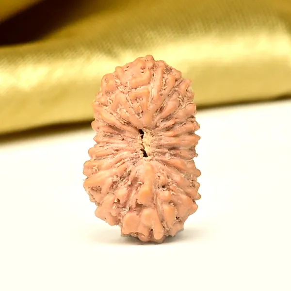 19_Mukhi_From_Java_Indonesia_Small_Clix