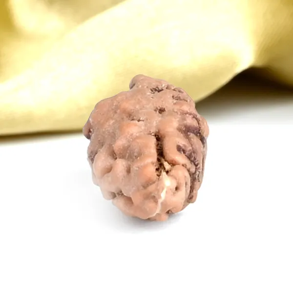 1_Mukhi_Rudraksha_Bead_From_Java_Indonesia
