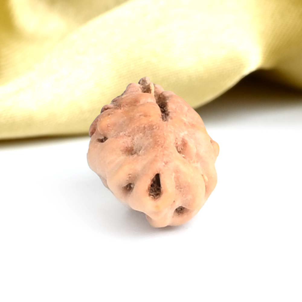 1_Mukhi_Rudraksha_Bead_From_Java_Indonesia