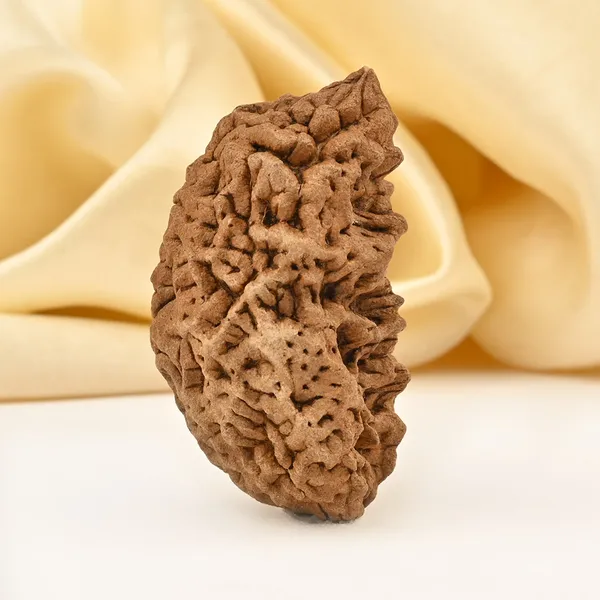 1_Mukhi_Half_Moon_Large_Xxvi