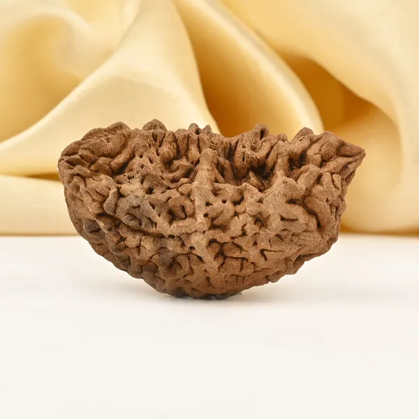 1_Mukhi_Half_Moon_Large_Xxvi