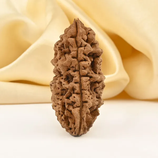 1_Mukhi_Half_Moon_Large_Xxvi