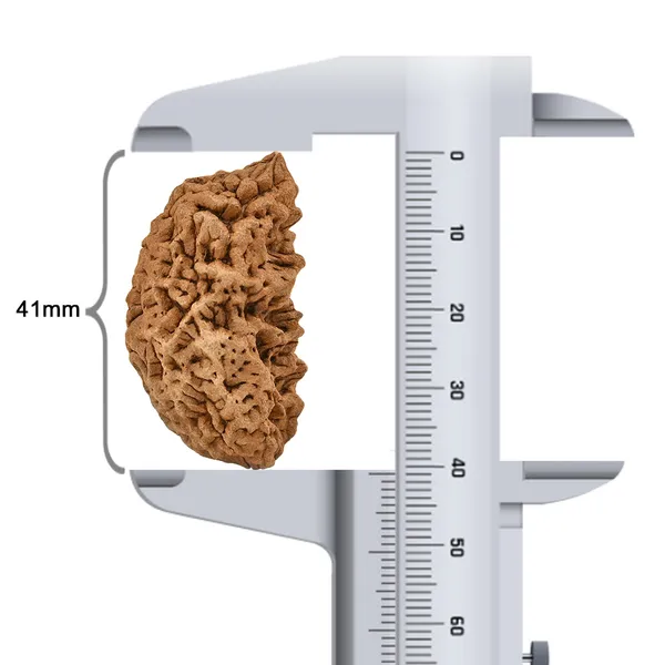 1_Mukhi_Half_Moon_Large_Xxvi