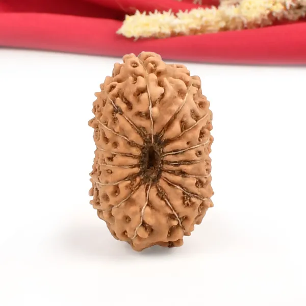 15_Mukhi_From_Java_Indonesia_Large_Cxxxvi