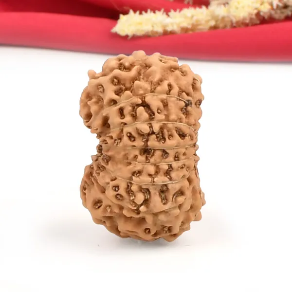 15_Mukhi_From_Java_Indonesia_Large_Cxxxvi