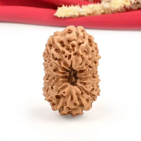 15_Mukhi_From_Java_Indonesia_Large_Cxxxvi