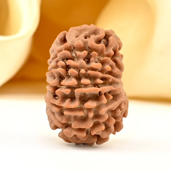 12_Mukhi_From_Nepal_Small_Cdxci