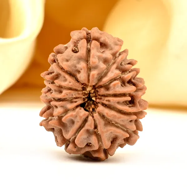 12_Mukhi_From_Nepal_Small_Cdxci