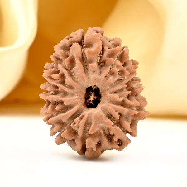 12_Mukhi_From_Nepal_Small_Cdxci