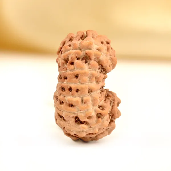 15_Mukhi_From_Java_Indonesia_Small_Ccxcv