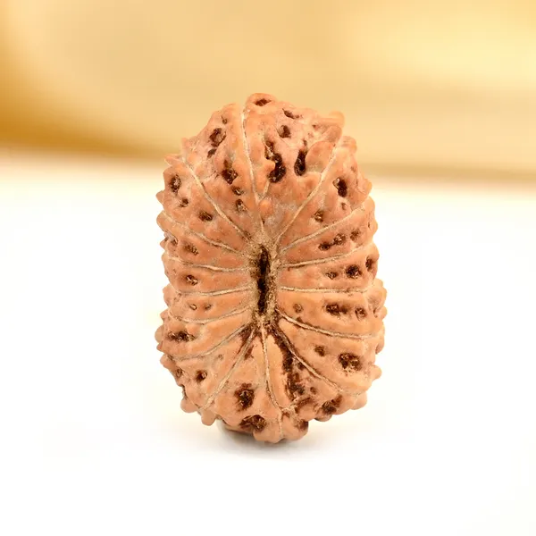 15_Mukhi_From_Java_Indonesia_Small_Ccxcv