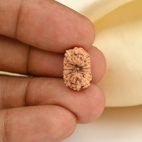 15_Mukhi_From_Java_Indonesia_Small_Ccxcv