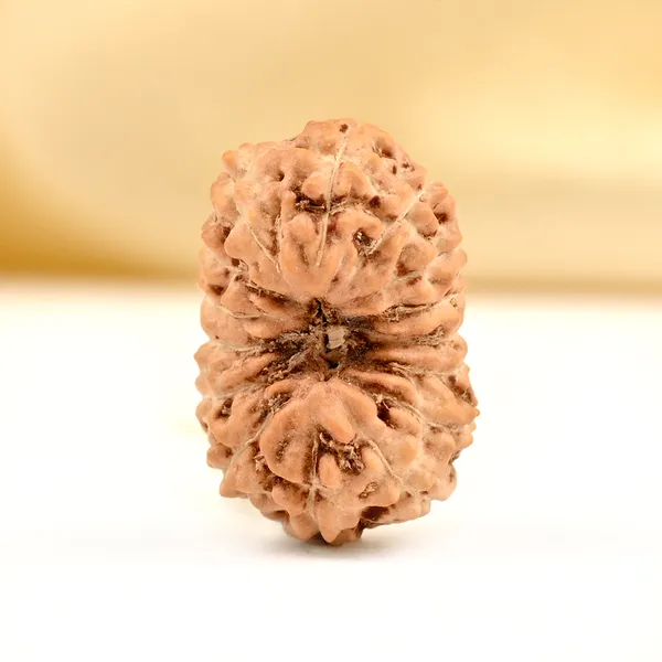 15_Mukhi_From_Java_Indonesia_Small_Ccxcv