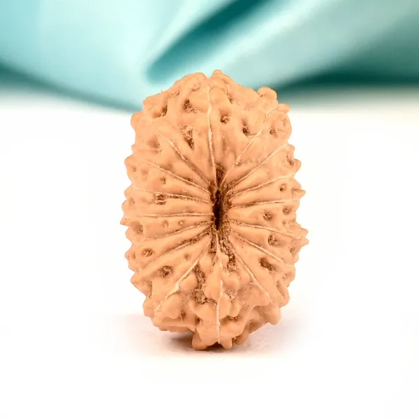 16_Mukhi_Java_Indonesia_Large_Rudraksha_Bead