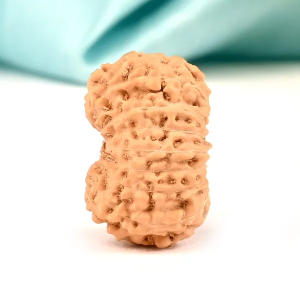16_Mukhi_Java_Indonesia_Large_Rudraksha_Bead