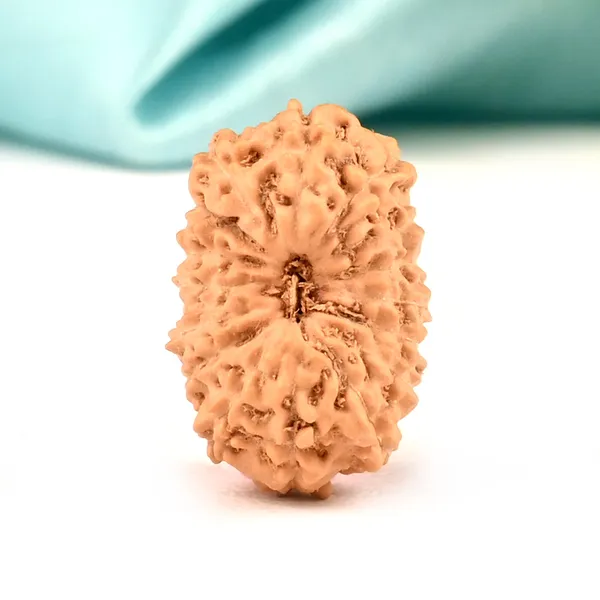 16_Mukhi_Java_Indonesia_Large_Rudraksha_Bead