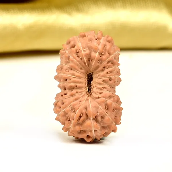 18_Mukhi_From_Java_Indonesia_Small_Ccxxiii