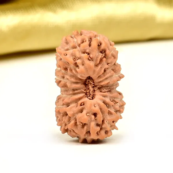 18_Mukhi_From_Java_Indonesia_Small_Ccxxiii