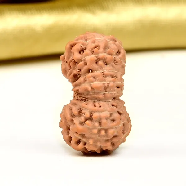 18_Mukhi_From_Java_Indonesia_Small_Ccxxiii