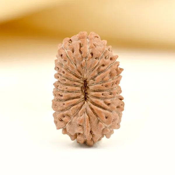 17_Mukhi_From_Java_Indonesia_Small_Cclvi
