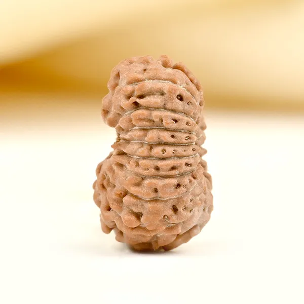 17_Mukhi_From_Java_Indonesia_Small_Cclvi