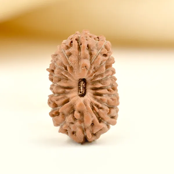 17_Mukhi_From_Java_Indonesia_Small_Cclvi