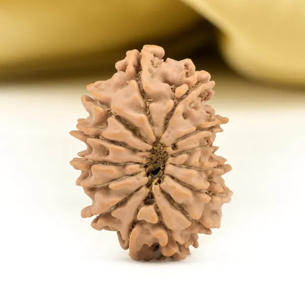 14_Mukhi_From_Nepal_Small_Ccxlvii
