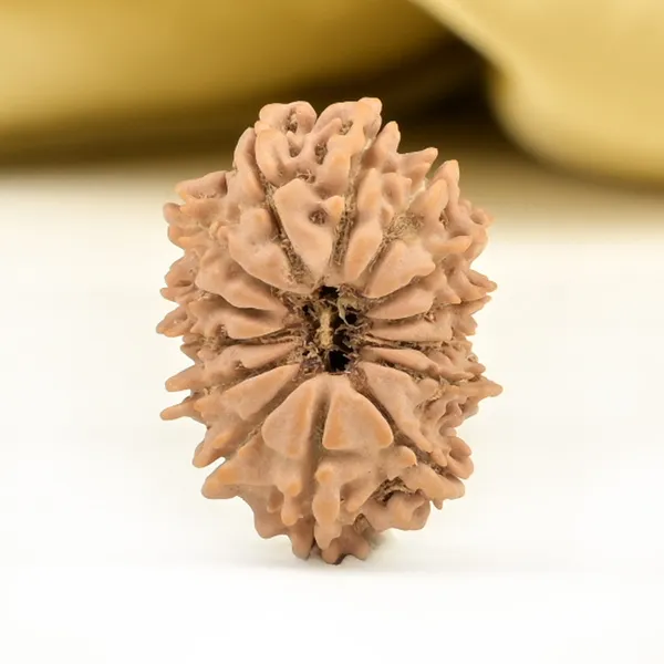 14_Mukhi_From_Nepal_Small_Ccxlvii