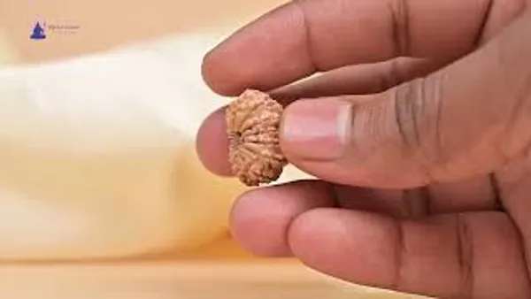 14_Mukhi_From_Nepal_Small_Ccxlvii