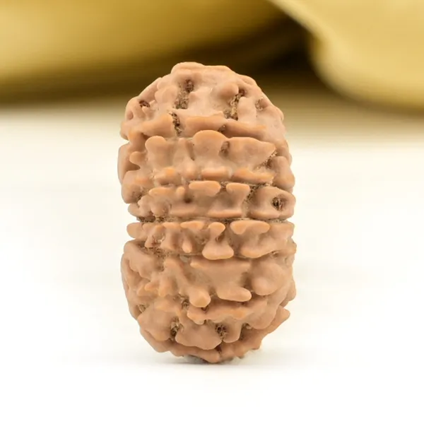 14_Mukhi_From_Nepal_Small_Ccxlvii