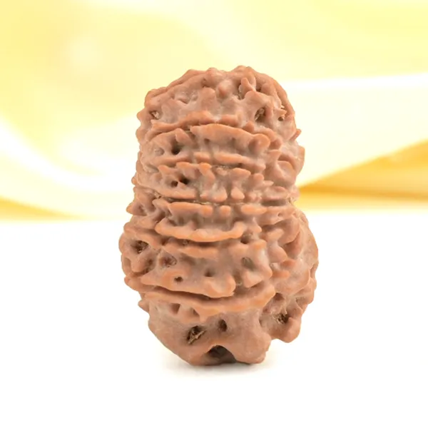 12_Mukhi_From_Nepal_Small_Cdxxx