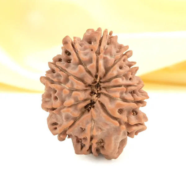 12_Mukhi_From_Nepal_Small_Cdxxx