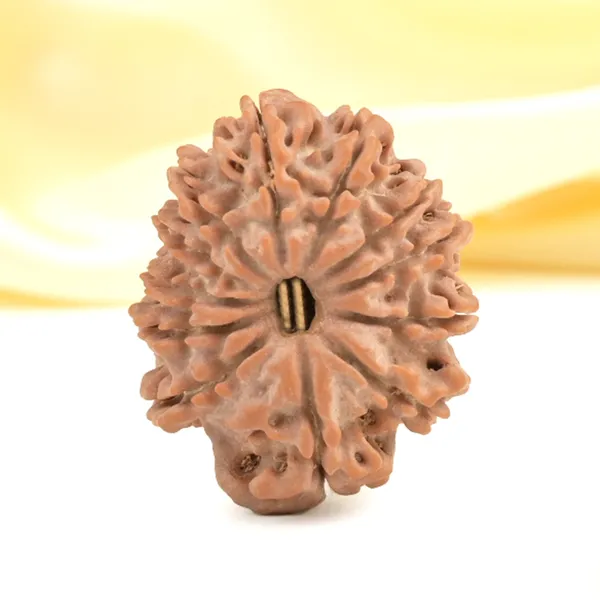 12_Mukhi_From_Nepal_Small_Cdxxx
