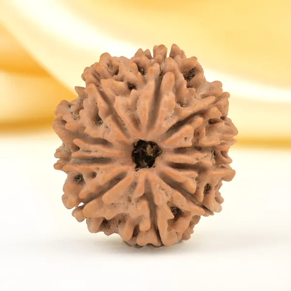 Techpandit_10_Mukhi_Rudraksha_Bead_Nepal