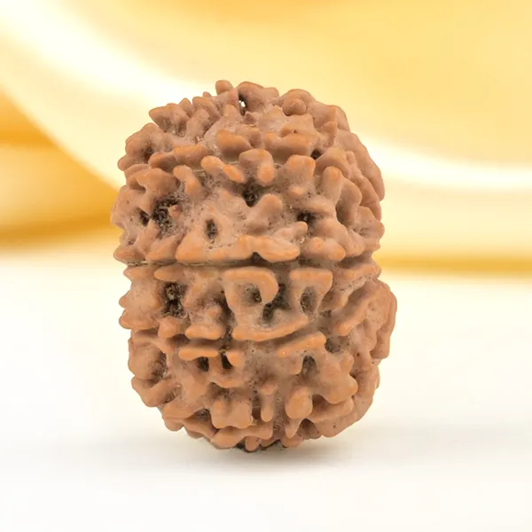 Techpandit_10_Mukhi_Rudraksha_Bead_Nepal