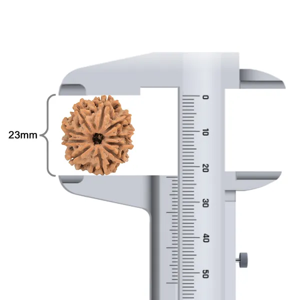Techpandit_10_Mukhi_Rudraksha_Bead_Nepal