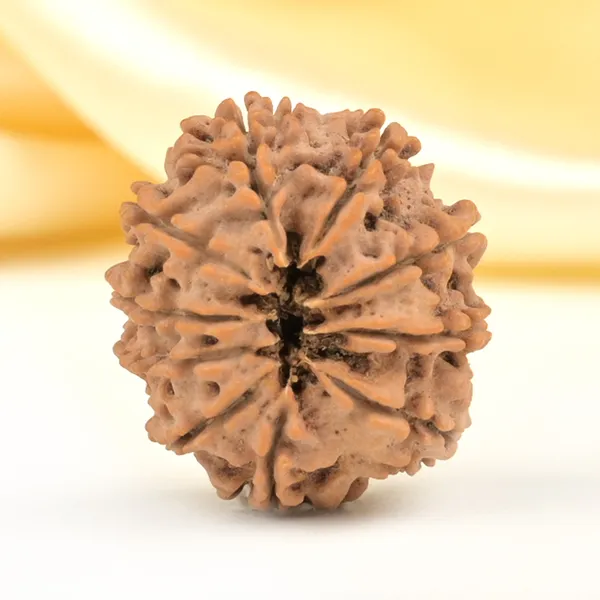 Techpandit_10_Mukhi_Rudraksha_Bead_Nepal