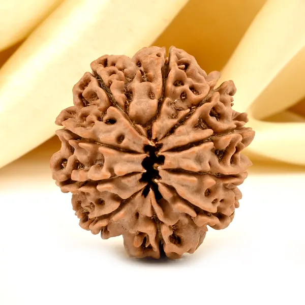 10_Mukhi_Nepal_Rudraksha_Bead_Large