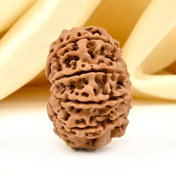 10_Mukhi_Nepal_Rudraksha_Bead_Large