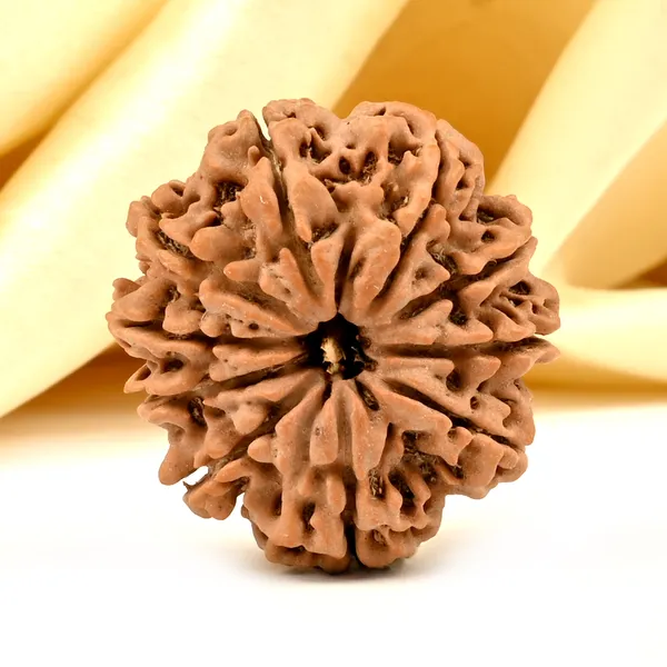 10_Mukhi_Nepal_Rudraksha_Bead_Large