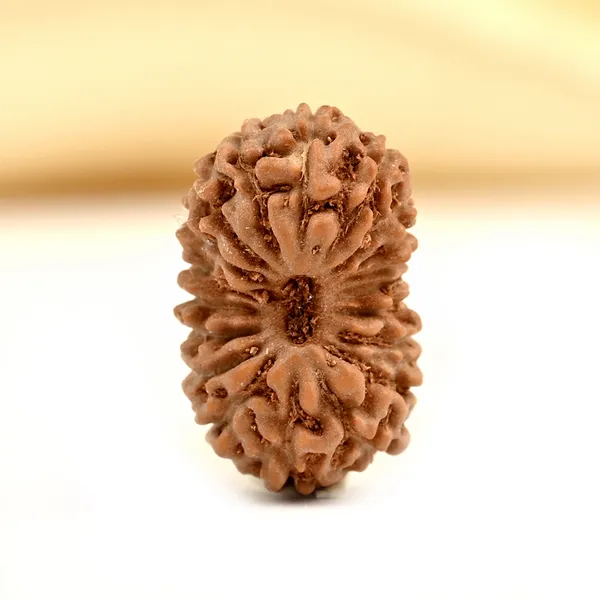 19_Mukhi_From_Java_Indonesia_Small_Cci