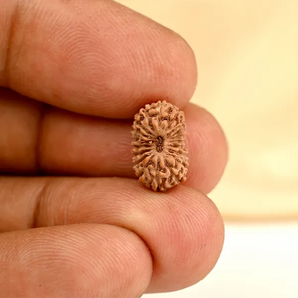 19_Mukhi_From_Java_Indonesia_Small_Cci