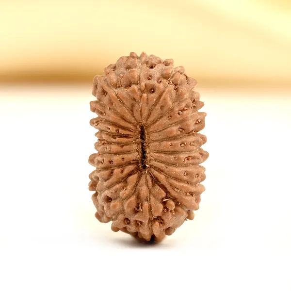 19_Mukhi_From_Java_Indonesia_Small_Cci